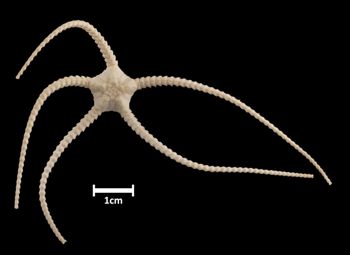 Media type: image; Invertebrate Zoology OPH-6238   Aspect: dorsal